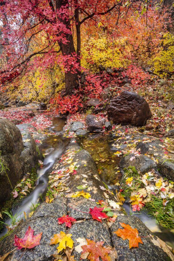 Autumn Creek by Byron Neslen Photography