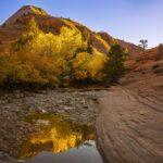 Autumn In Zion by Byron Neslen Photography