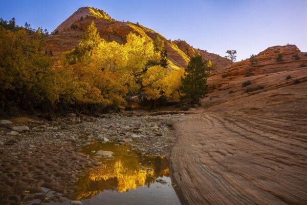 Autumn In Zion by Byron Neslen Photography