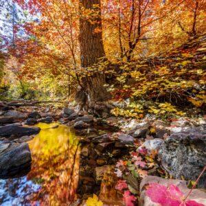 Autumn Leaves, Trees and Reflections by Byron Neslen Photography