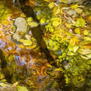 Autumn Reflections in West Clear Creek by Byron Neslen Photography