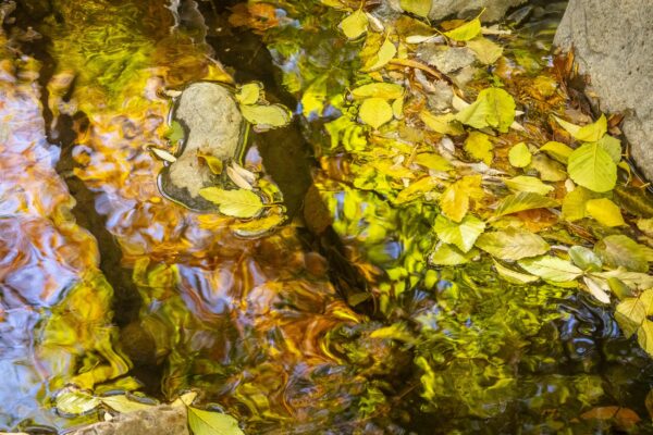 Autumn Reflections in West Clear Creek by Byron Neslen Photography
