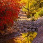 Autumn Reflections in Zion by Byron Neslen Photography