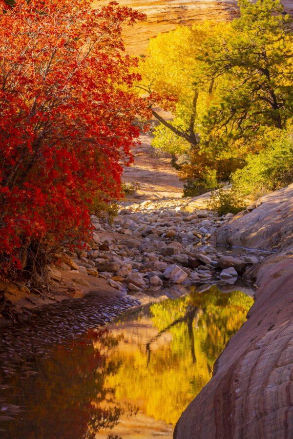 Autumn Reflections in Zion by Byron Neslen Photography