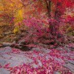 Autumn Sierra Anchas Wilderness by Byron Neslen Photography