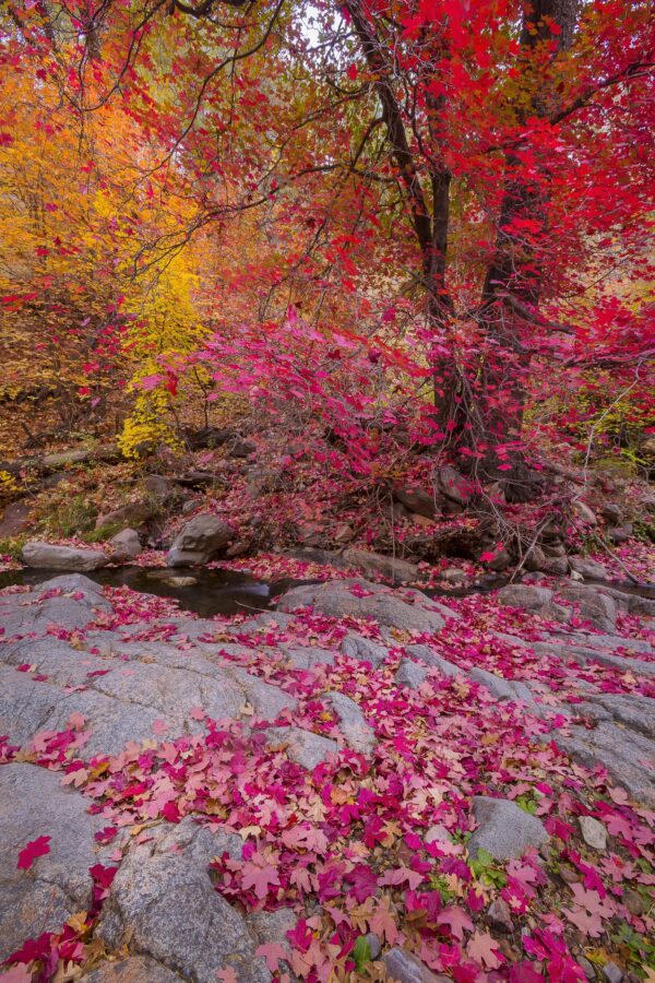 Autumn Sierra Anchas Wilderness by Byron Neslen Photography