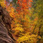 Autumn in West Fork by Byron Neslen Photography