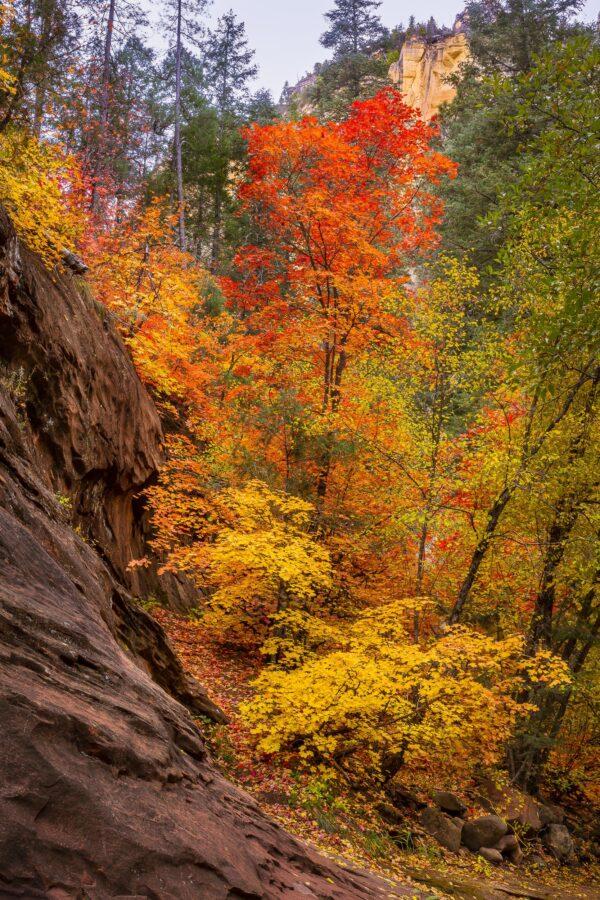 Autumn in West Fork by Byron Neslen Photography