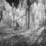 Black and White Infrared Aspens by Byron Neslen Photography