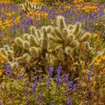 Bouquet of Wildflowers for Teddy Bear Cholla by Byron Neslen Photography