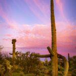 Cloud Framed Saguaro Sunset by Byron Neslen Photography