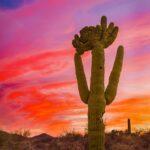 Crested Saguaro Sunset by Byron Neslen Photography