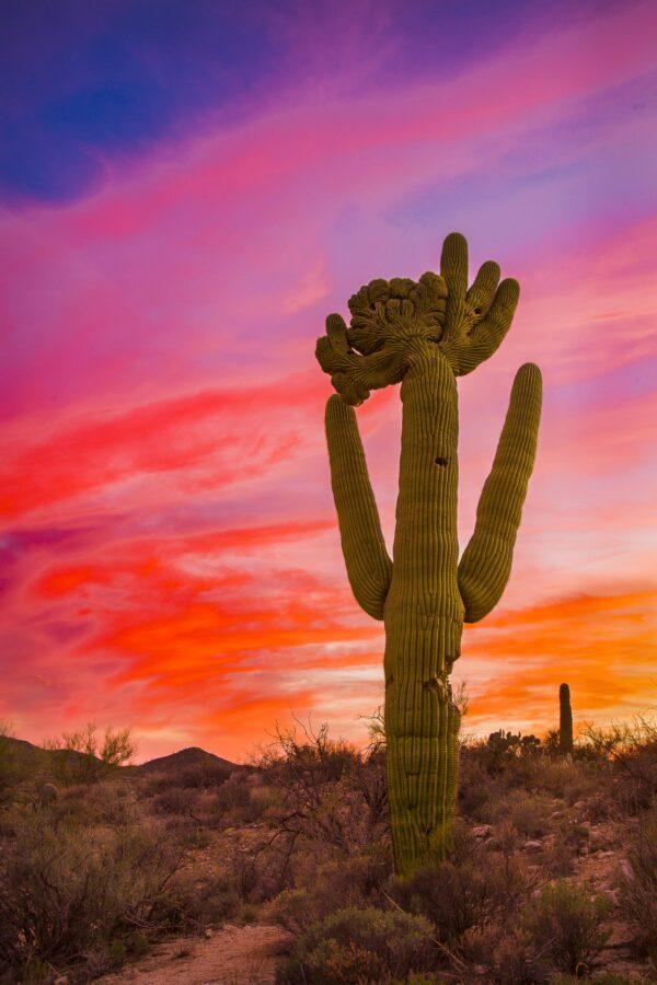 Crested Saguaro Sunset by Byron Neslen Photography