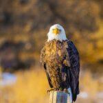 Eagle Stare by Byron Neslen Photography