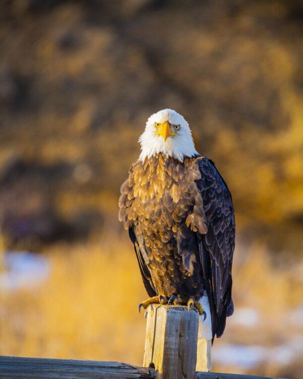 Eagle Stare by Byron Neslen Photography