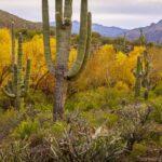 Fall in the Sonoran Desert by Byron Neslen Photography