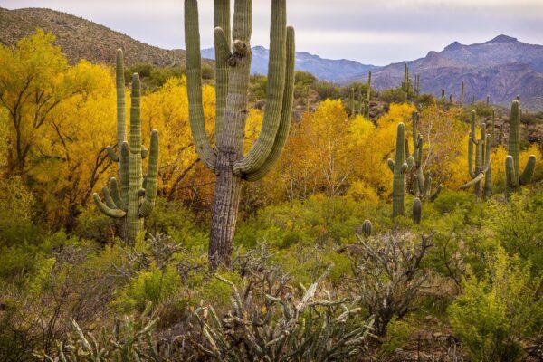 Fall in the Sonoran Desert by Byron Neslen Photography