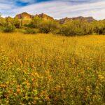 Field of Globe Mallow in The Sonoran Desert by Byron Neslen Photography