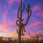 Giant Saguaro Sunset by Byron Neslen Photography