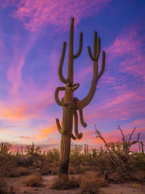 Giant Saguaro Sunset 2 by Byron Neslen Photography