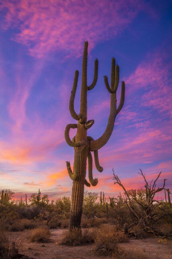 Giant Saguaro Sunset by Byron Neslen Photography