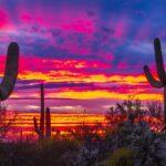 Lavender Saguaro Sunset by Byron Neslen Photography