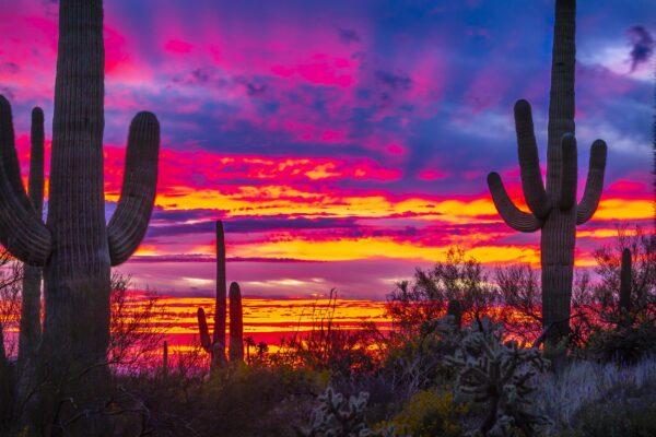 Lavender Saguaro Sunset by Byron Neslen Photography