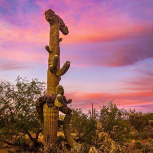 Magenta Crested Saguaro Sunset by Byron Neslen Photography