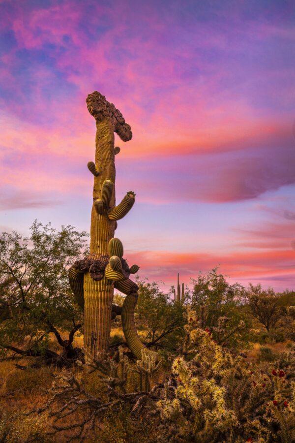 Magenta Crested Saguaro Sunset by Byron Neslen Photography