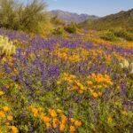 Mexican Poppies and Lupine in the Sonoran Desert by Byron Neslen Photography