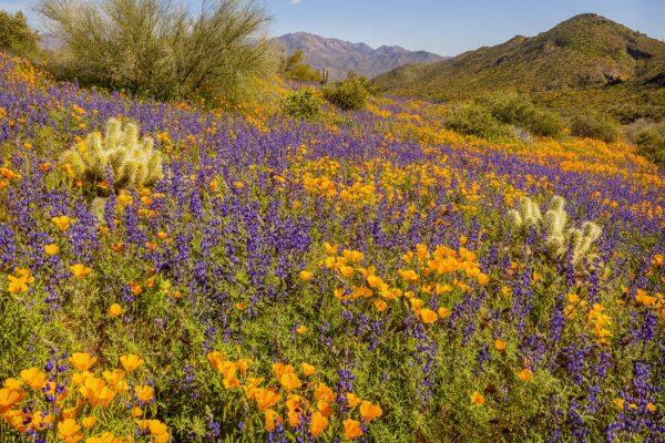 Mexican Poppies and Lupine in the Sonoran Desert by Byron Neslen Photography