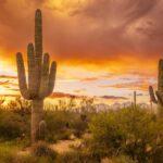 Monsoon Saguaro Sunset at Saguaro National Park East by Byron Neslen Photography