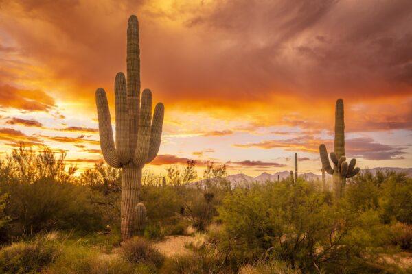 Monsoon Saguaro Sunset at Saguaro National Park East by Byron Neslen Photography