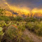 Monsoon Sunset in Saguaro National Park East