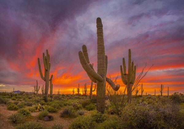 Only Arizona had Sunsets Like This! by Byron Neslen Photography