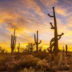 Orange Saguaro Sunset by Byron Neslen Photography