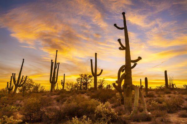Orange Saguaro Sunset by Byron Neslen Photography