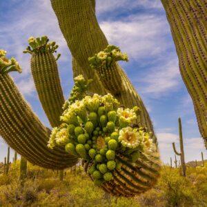 Organ Pipe Saguaro in Bloom by Byron Neslen Photography