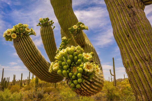 Organ Pipe Saguaro in Bloom by Byron Neslen Photography