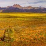 Peridot Super Bloom by Byron Neslen Photography