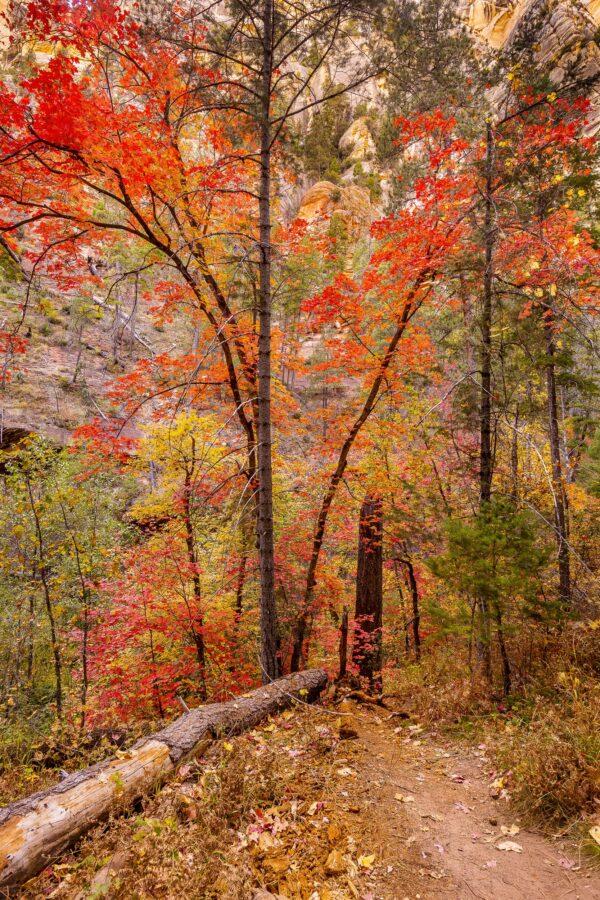 Red Big Tooth Maples in West Fork by Byron Neslen Photography