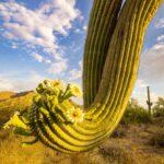 Saguaro Arm Blooms by Byron Neslen Photography