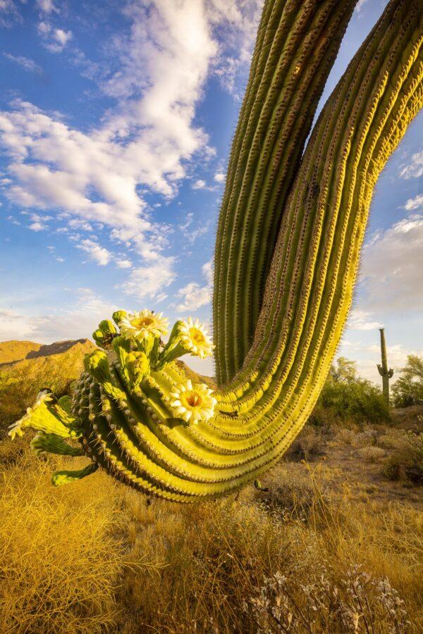 Saguaro Arm Blooms by Byron Neslen Photography