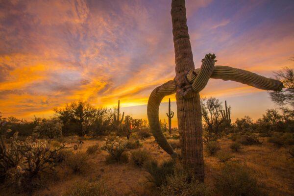 Saguaro Framed Saguaro Sunset by Byron Neslen Photography