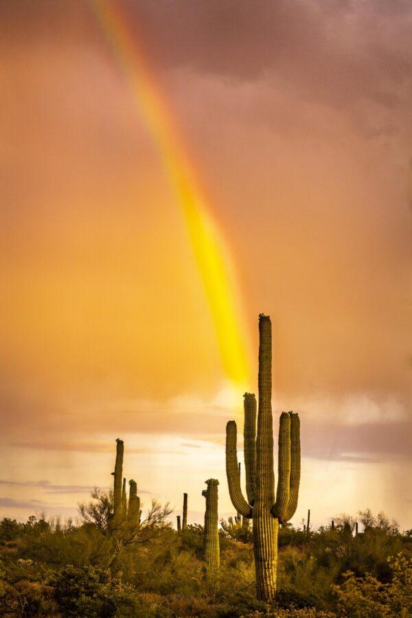 Saguaro Rainbow Sunset by Byron Neslen Photography