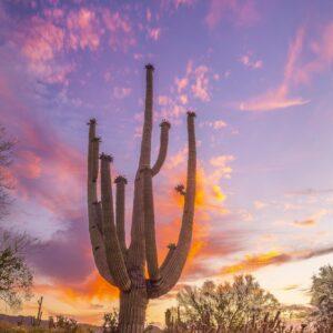 Salt River Saguaro by Byron Neslen Photography