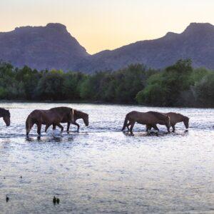 Salt River Wild Horses Sunset by Byron Neslen Photography