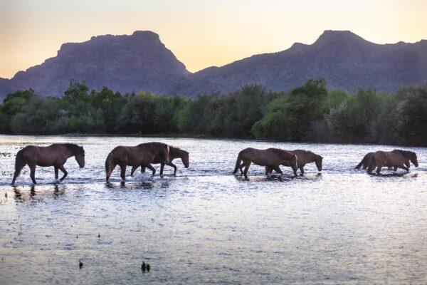 Salt River Wild Horses Sunset by Byron Neslen Photography