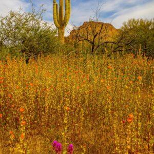 Salt River Wildflowers by Byron Neslen Photography