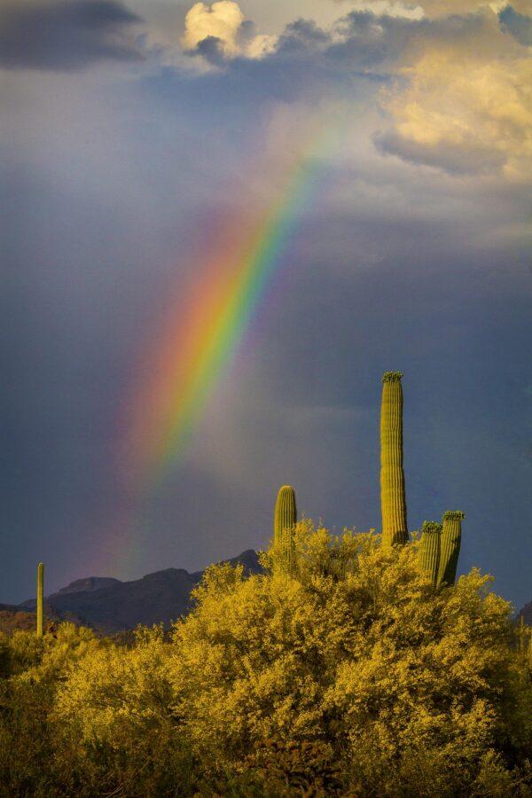 Saguaro Rainbow by Byron Neslen Photography